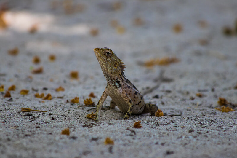 Lizard on Sandy Ground — Brown