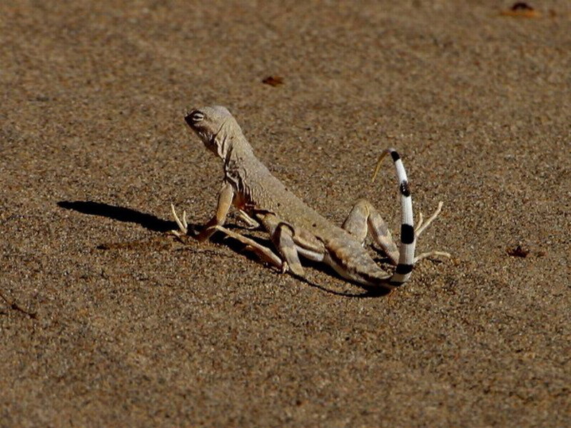 Lizard on Sandy Ground