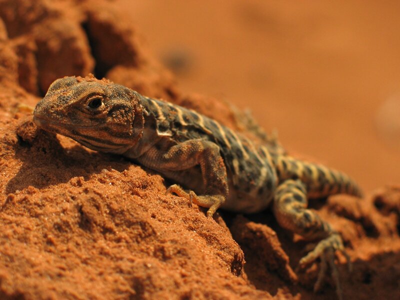lizard on sandy rock