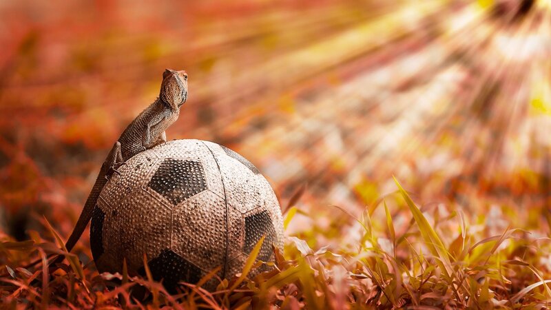 Lizard on Soccer Ball — Orange, Dramatic, Autumn, Photograph