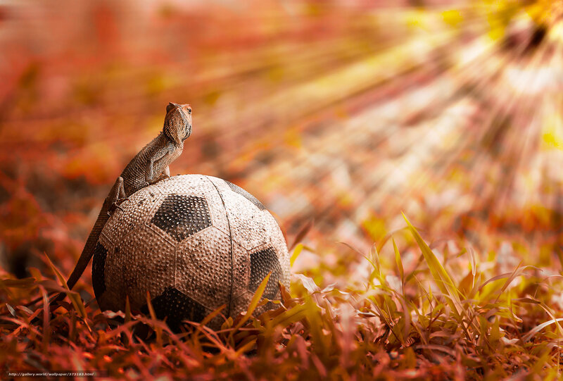 Lizard on Soccer Ball — Red