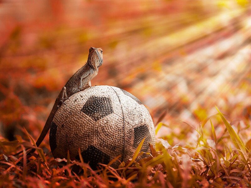 Lizard on Soccer Ball