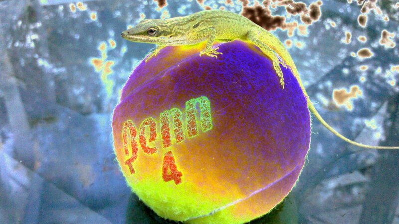 Lizard on Tennis Ball