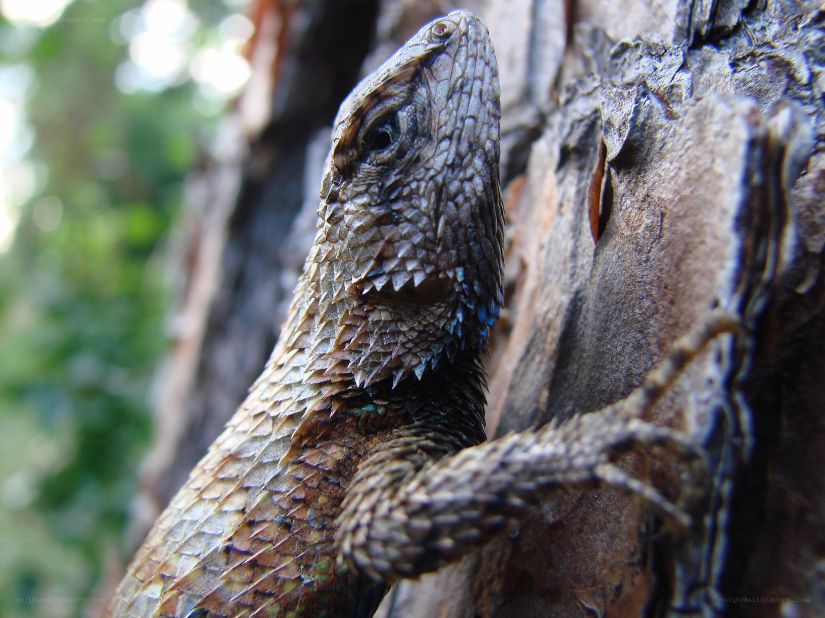 lizard on tree bark