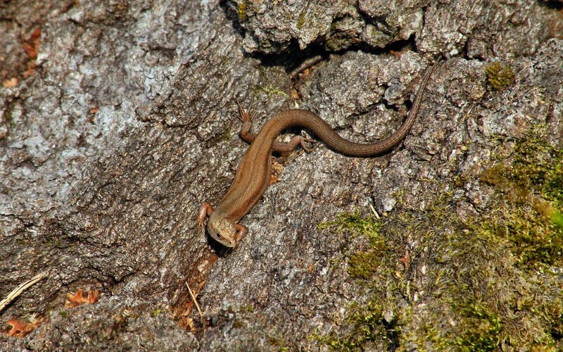 lizard on tree bark