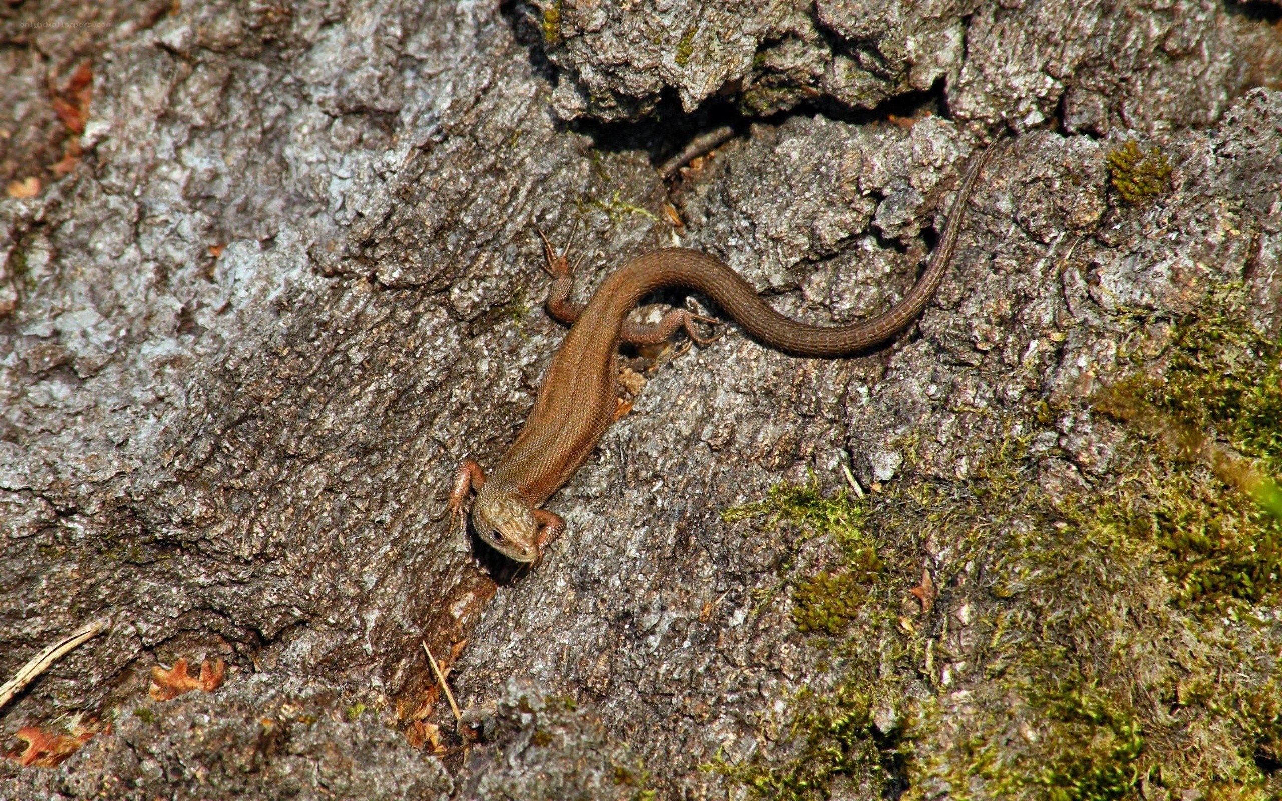 lizard on tree bark