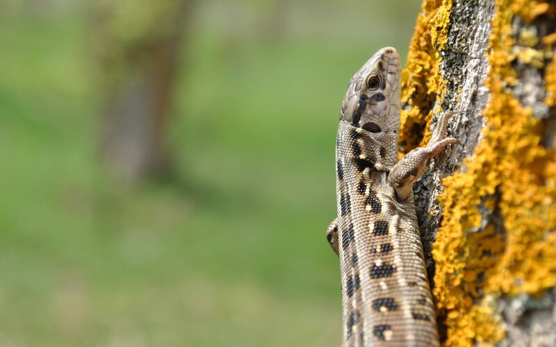 Lizard on Tree Bark — Brown, Calm