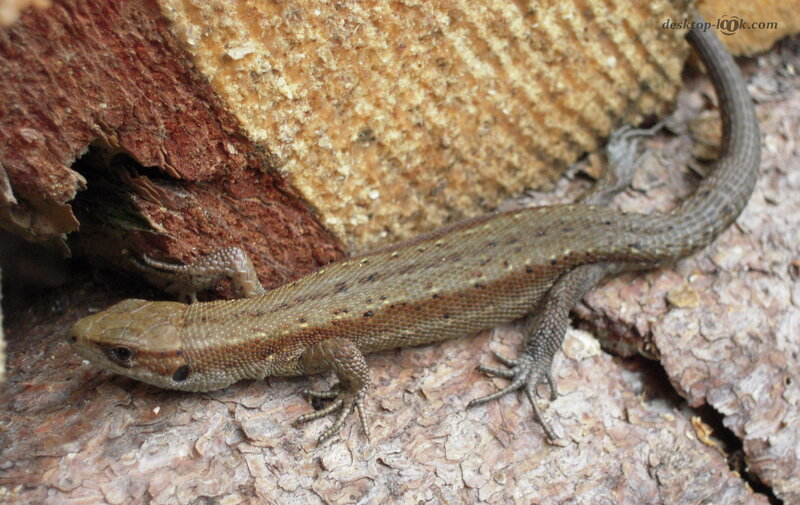 Lizard on Tree Bark — Brown