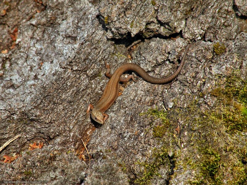 Lizard on tree bark