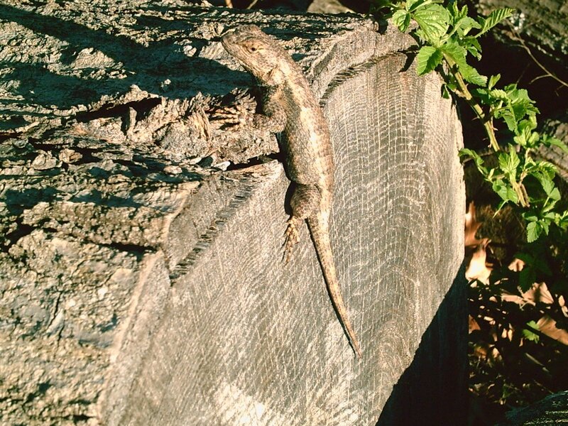 Lizard on Tree Trunk — Brown, Natural, Afternoon