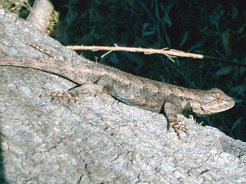 Lizard on Tree Trunk — Brown, Natural