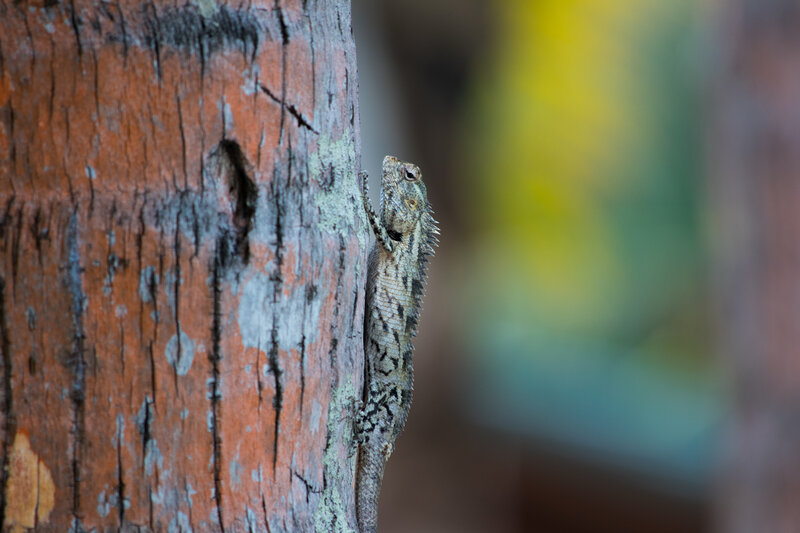 Lizard on Tree Trunk — Brown