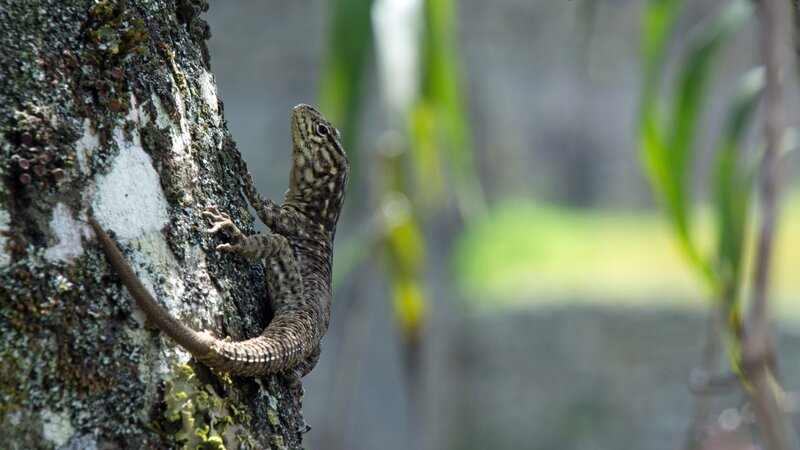 Lizard on Tree Trunk