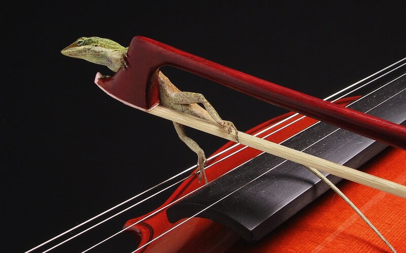Lizard on Violin Bow — Red