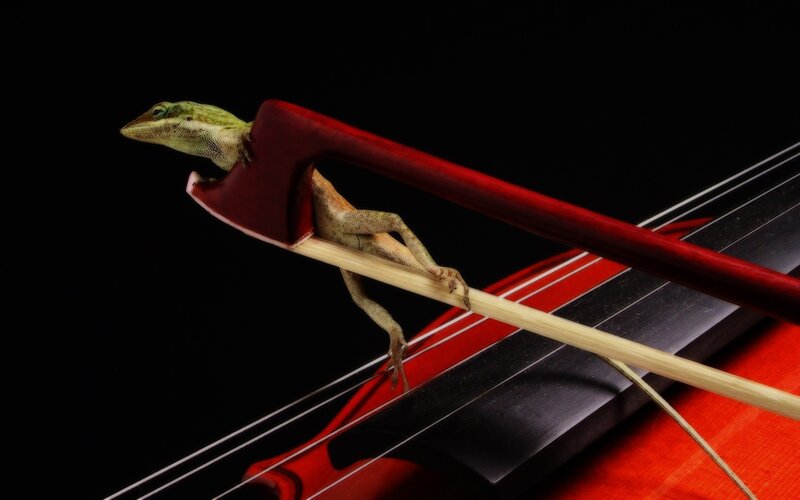 lizard on violin bow