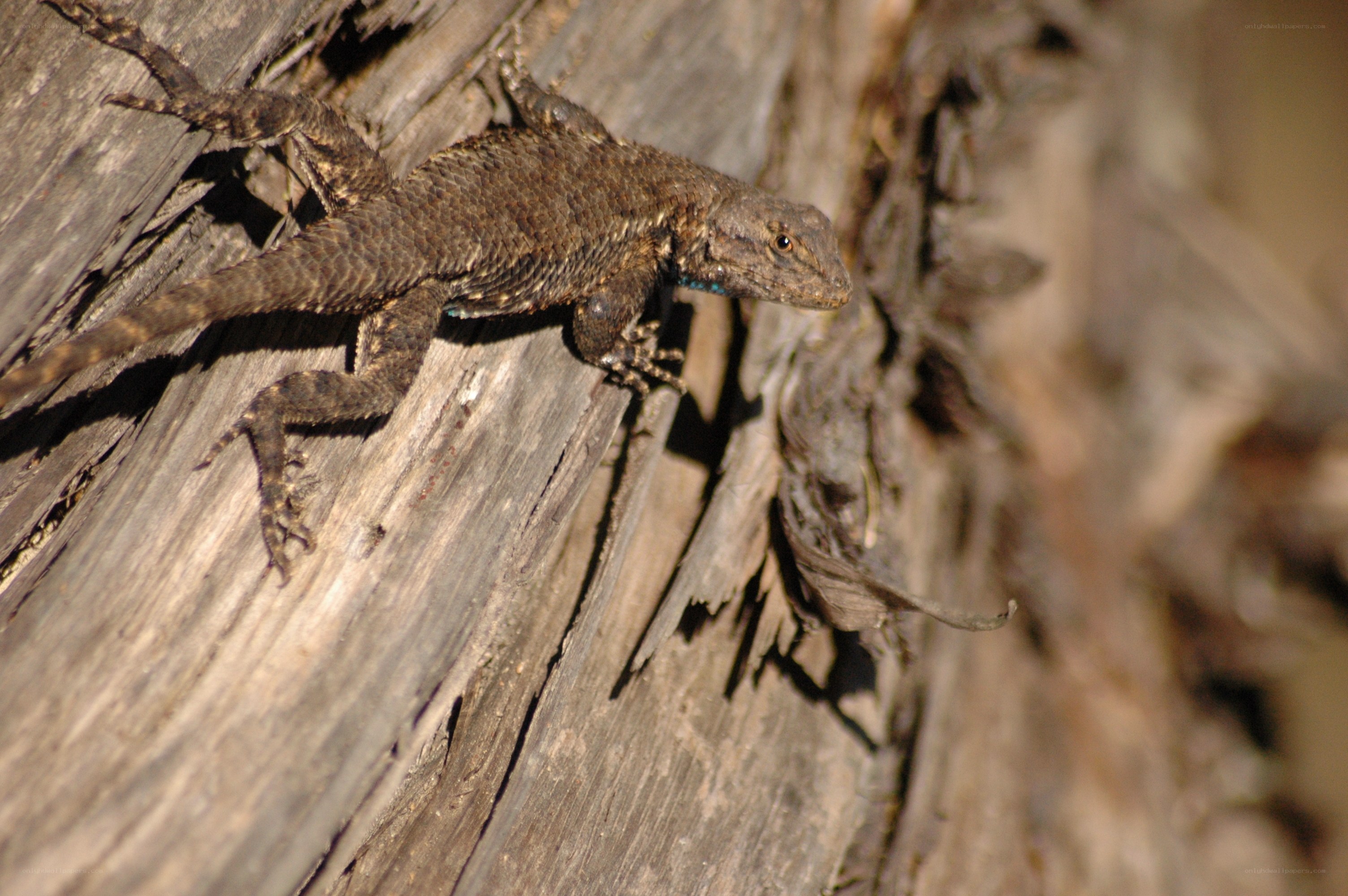 lizard on weathered wood