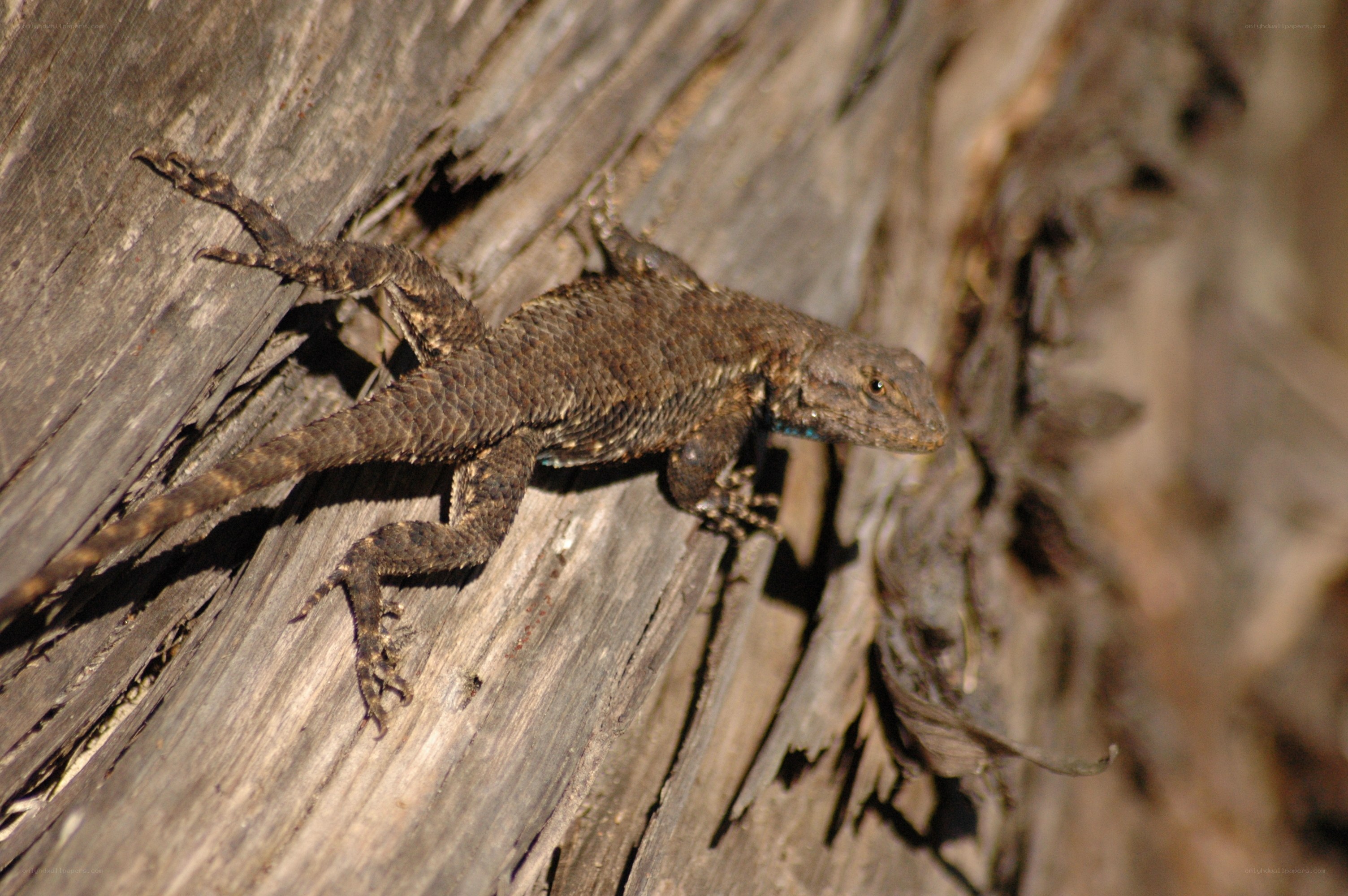 lizard on weathered wood