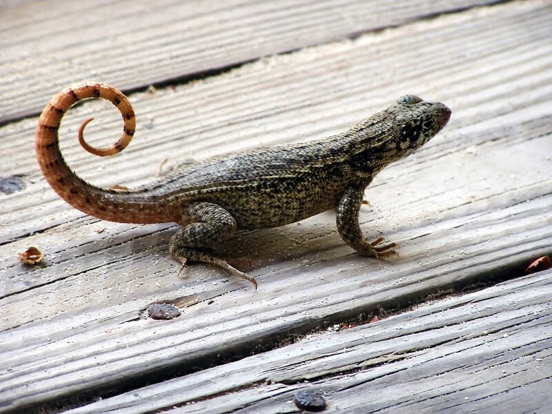 Lizard on wooden deck