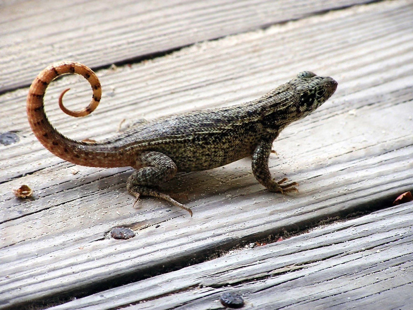 Lizard on wooden deck