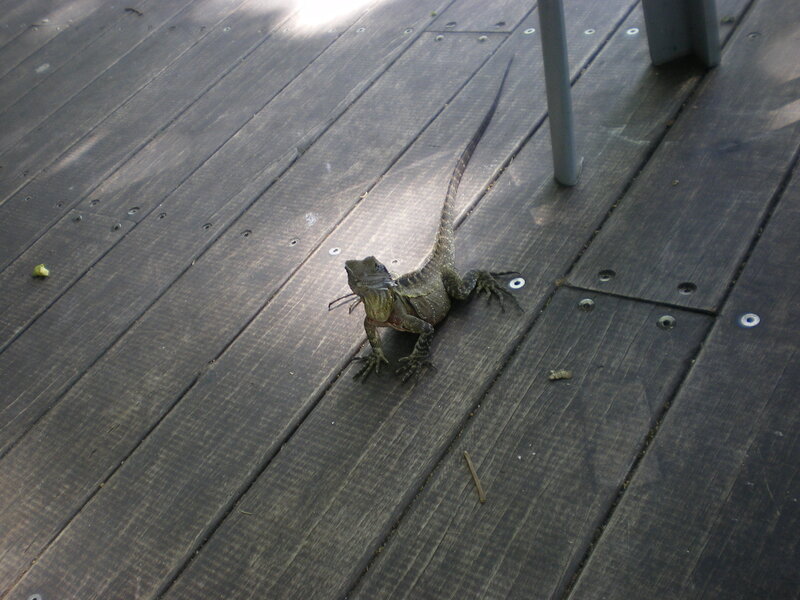 Lizard on Wooden Deck — Brown, Calm