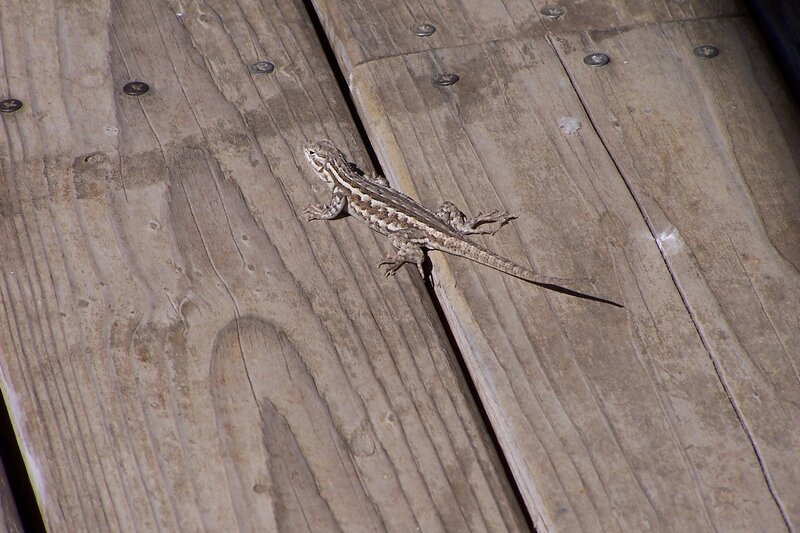 Lizard on Wooden Deck — Brown