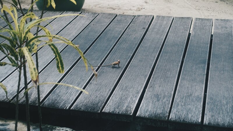 Lizard on Wooden Deck — Gray