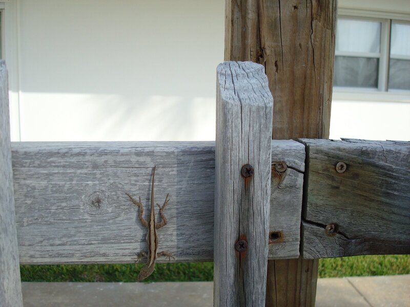 Lizard on Wooden Fence