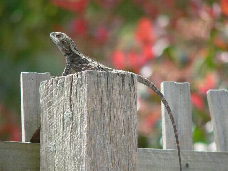 Lizard on Wooden Post