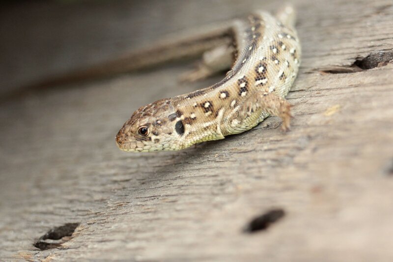 Lizard on Wooden Surface