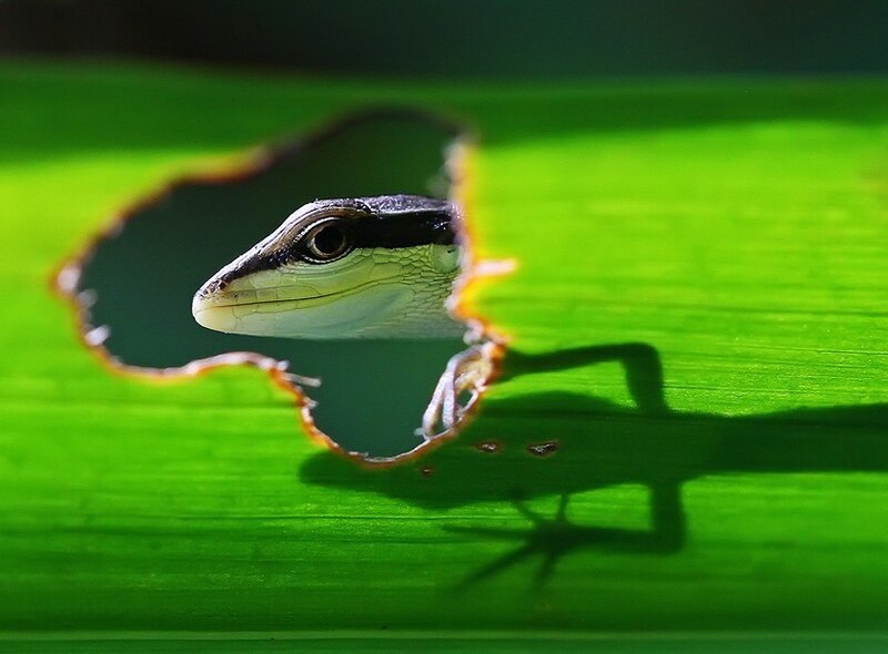 Lizard peeking through leaf hole