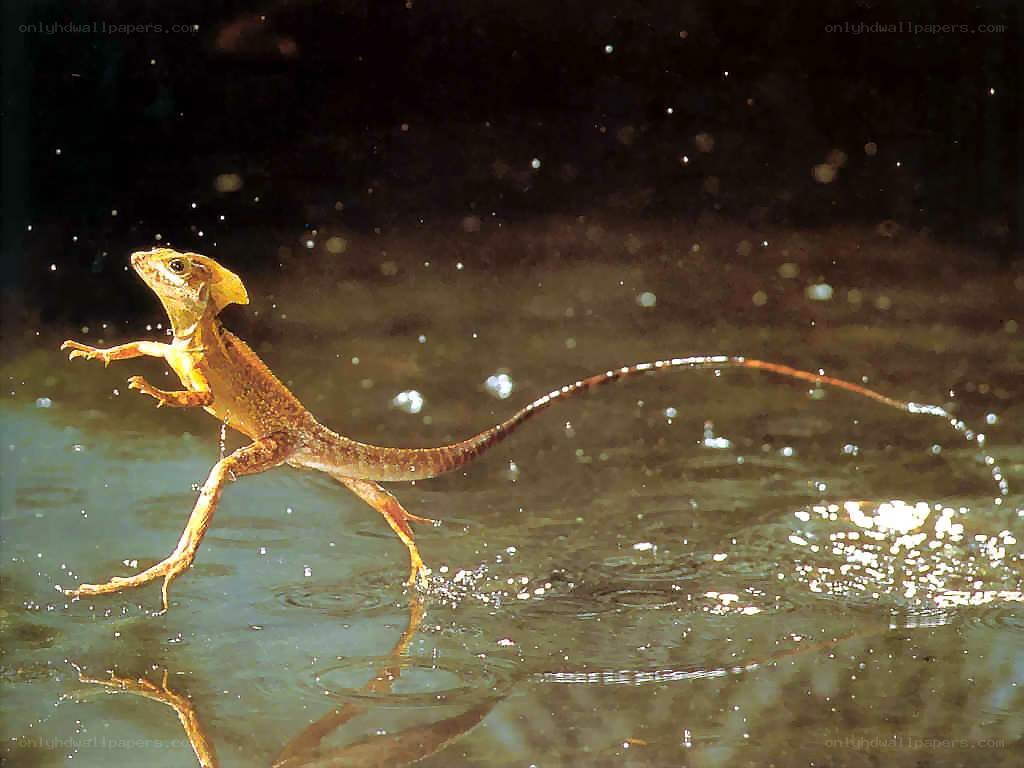 Lizard running on water