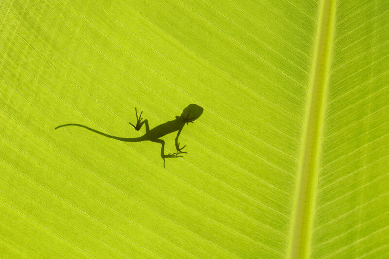 lizard shadow on leaf