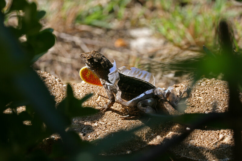 Lizard Shedding Skin
