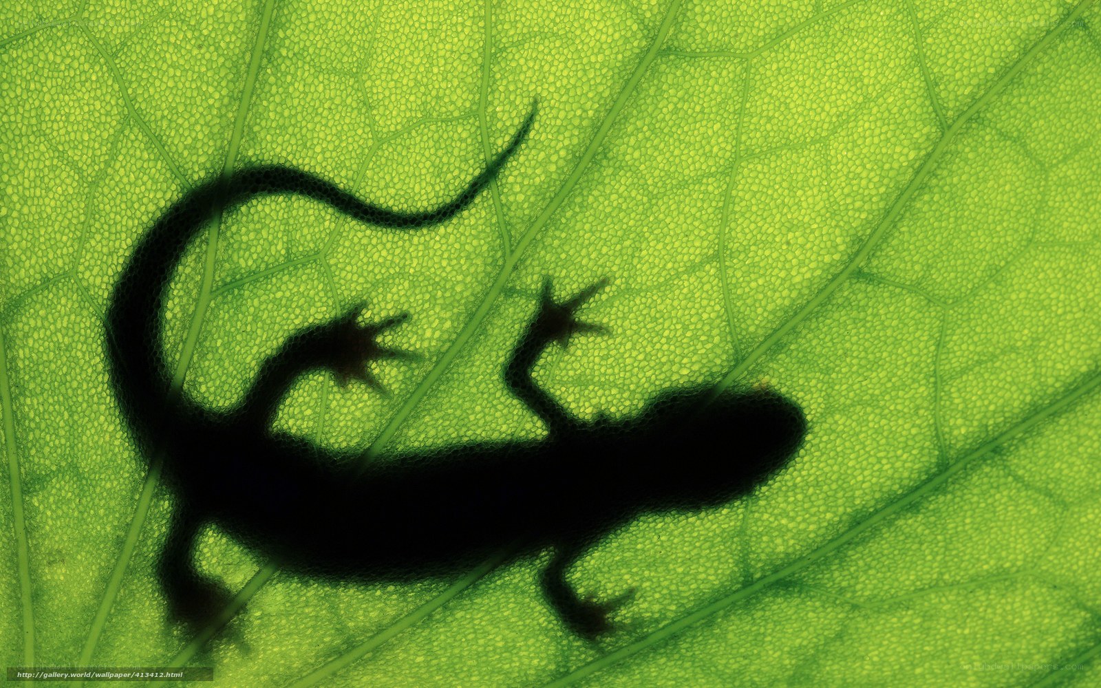 Lizard silhouette on leaf