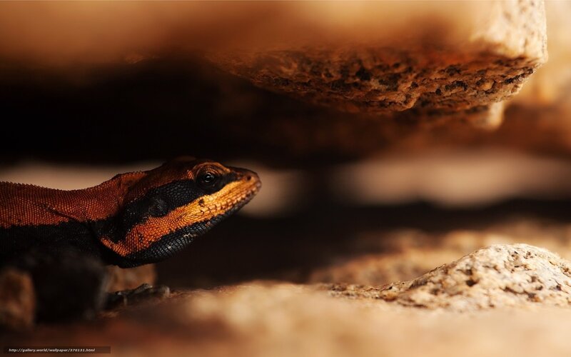 lizard under a rock