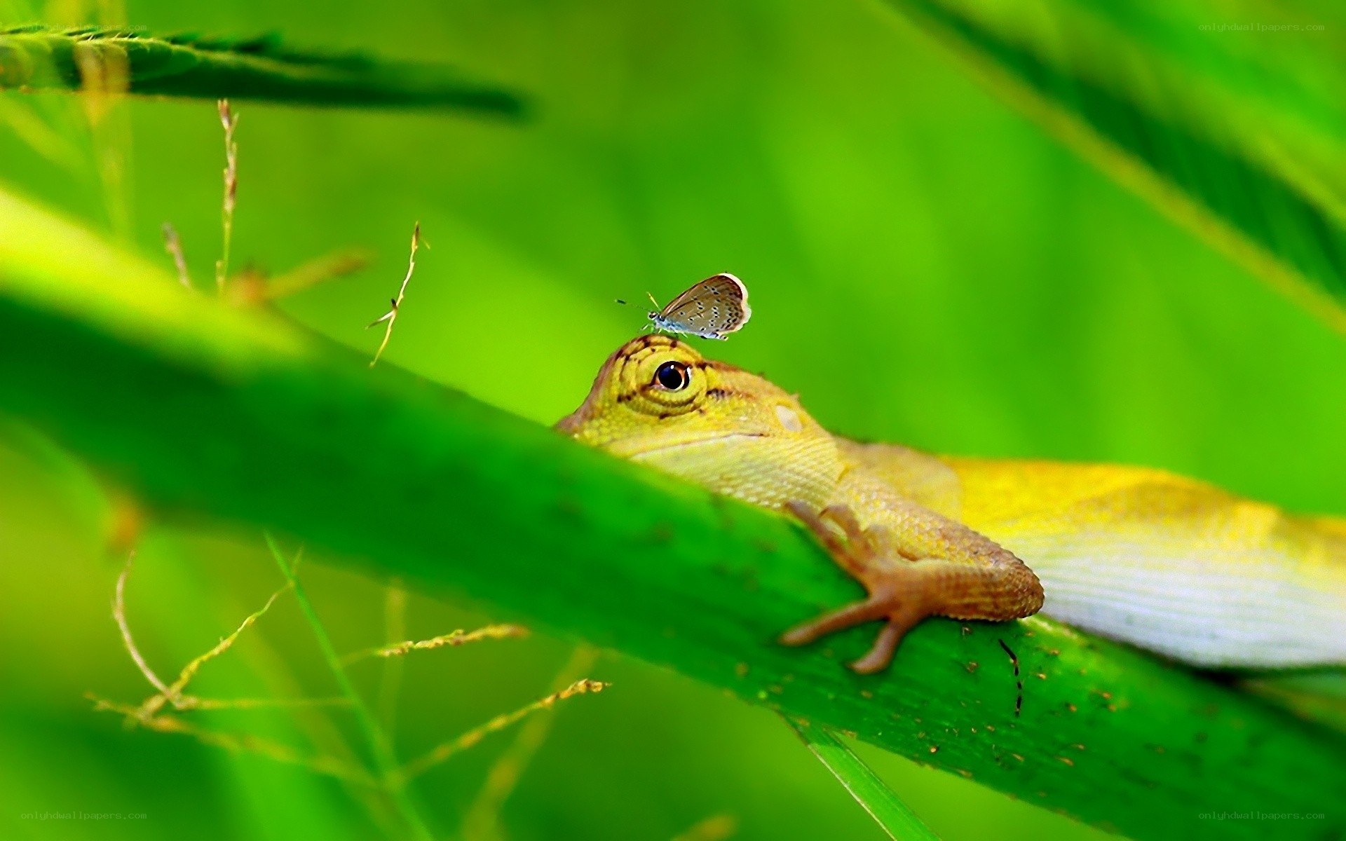 Lizard with butterfly on leaf