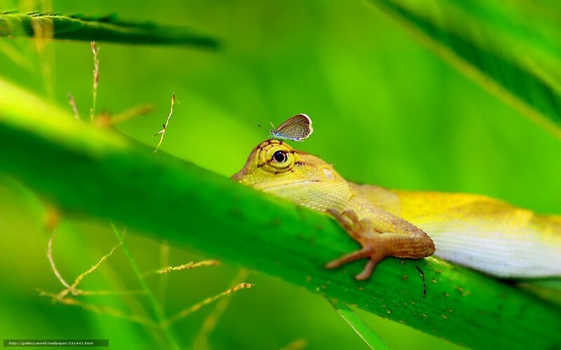 Lizard with butterfly on leaf