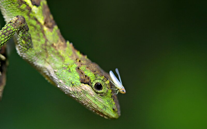 Lizard with insect on face