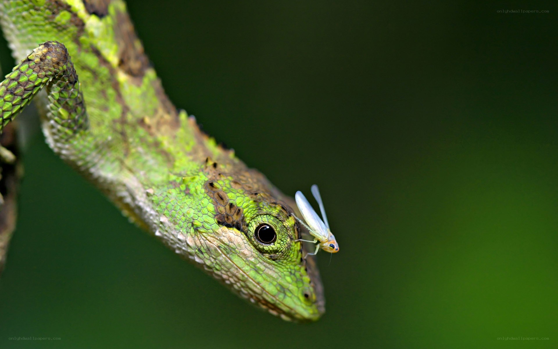 Lizard with insect on face