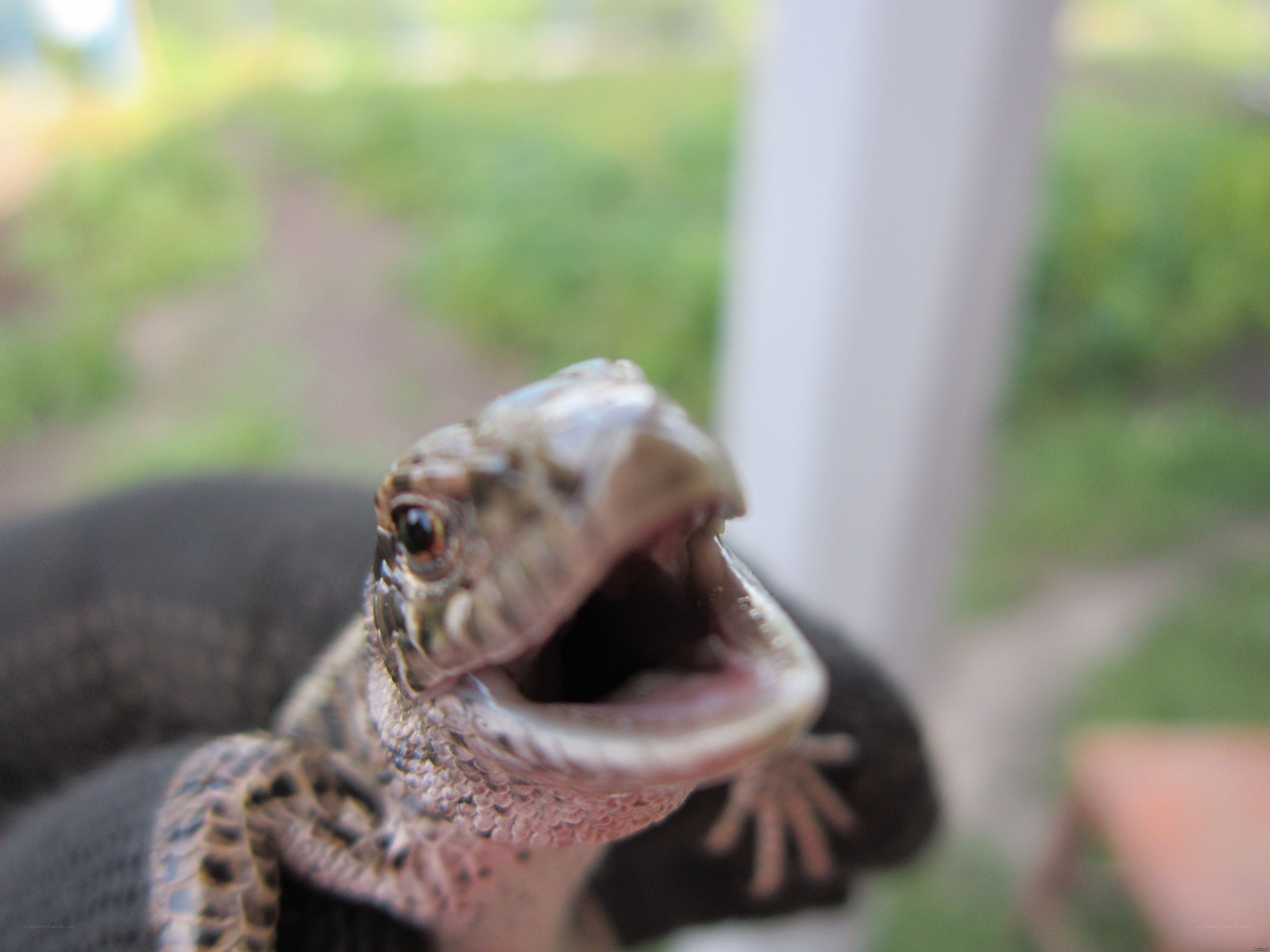 lizard with open mouth