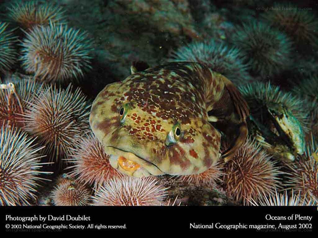 Lizardfish among sea urchins