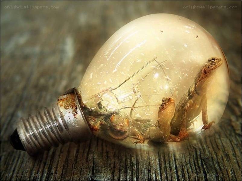 lizards in a light bulb