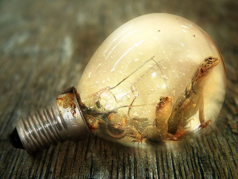 Lizards in Light Bulb