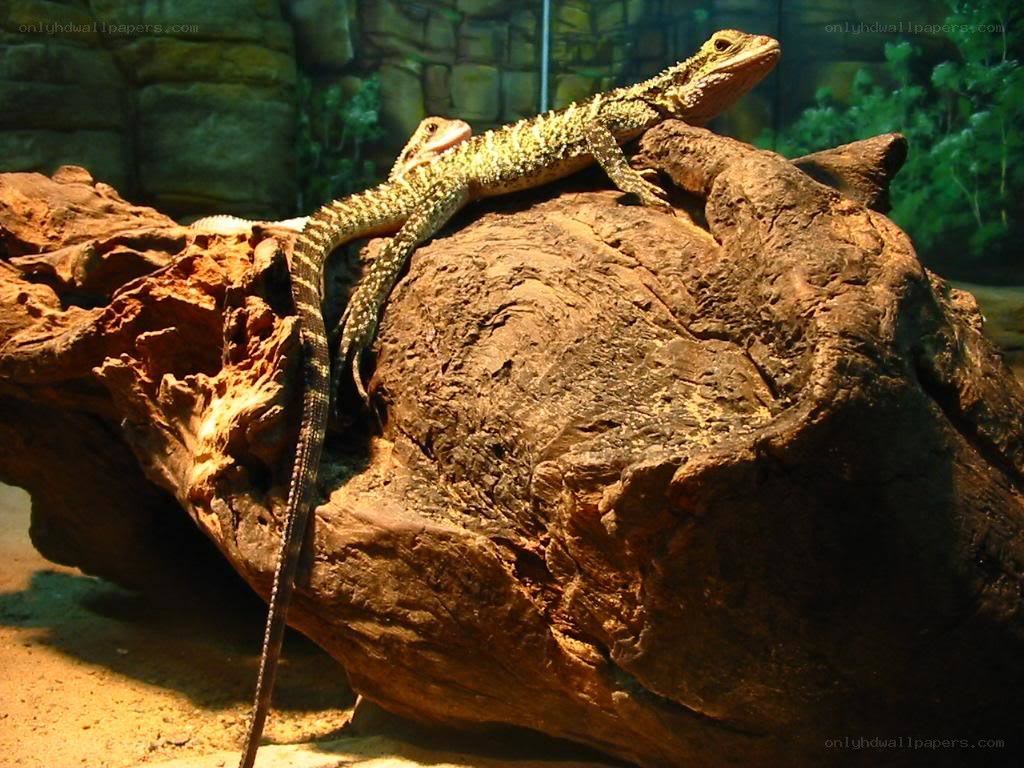 Lizards on a log in terrarium
