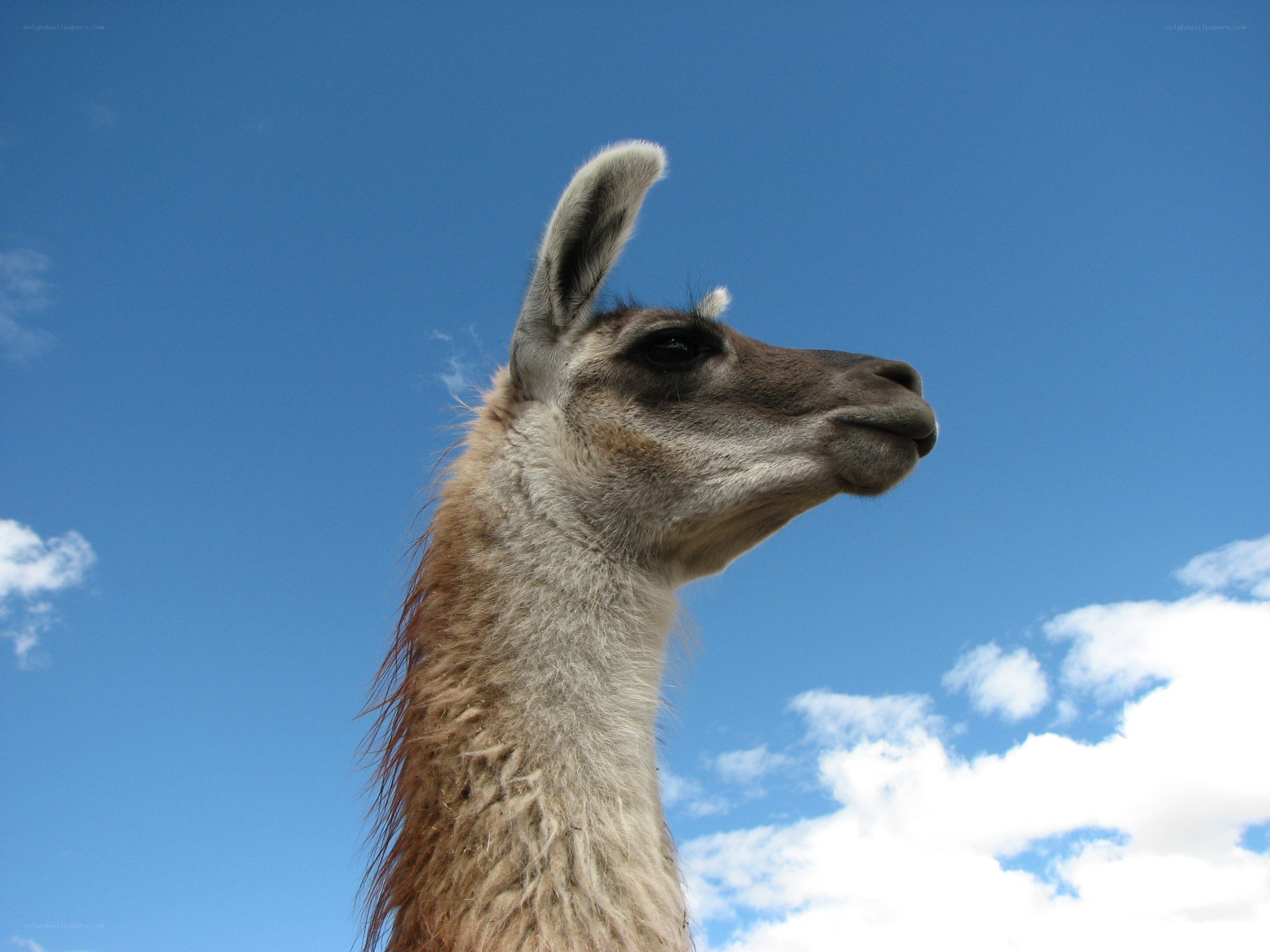 Llama against blue sky
