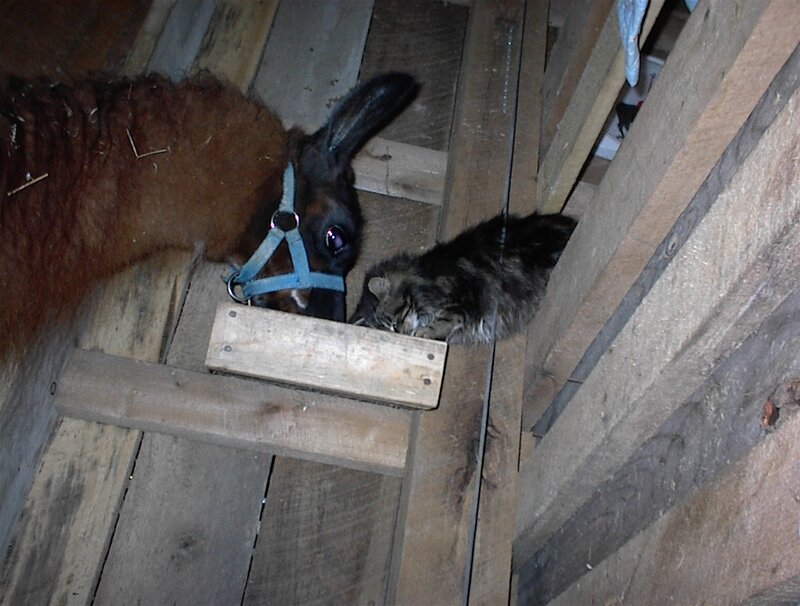 Llama and cat in a barn