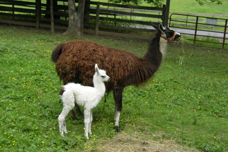 Llama and its baby in a field