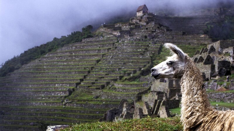 Llama at Machu Picchu