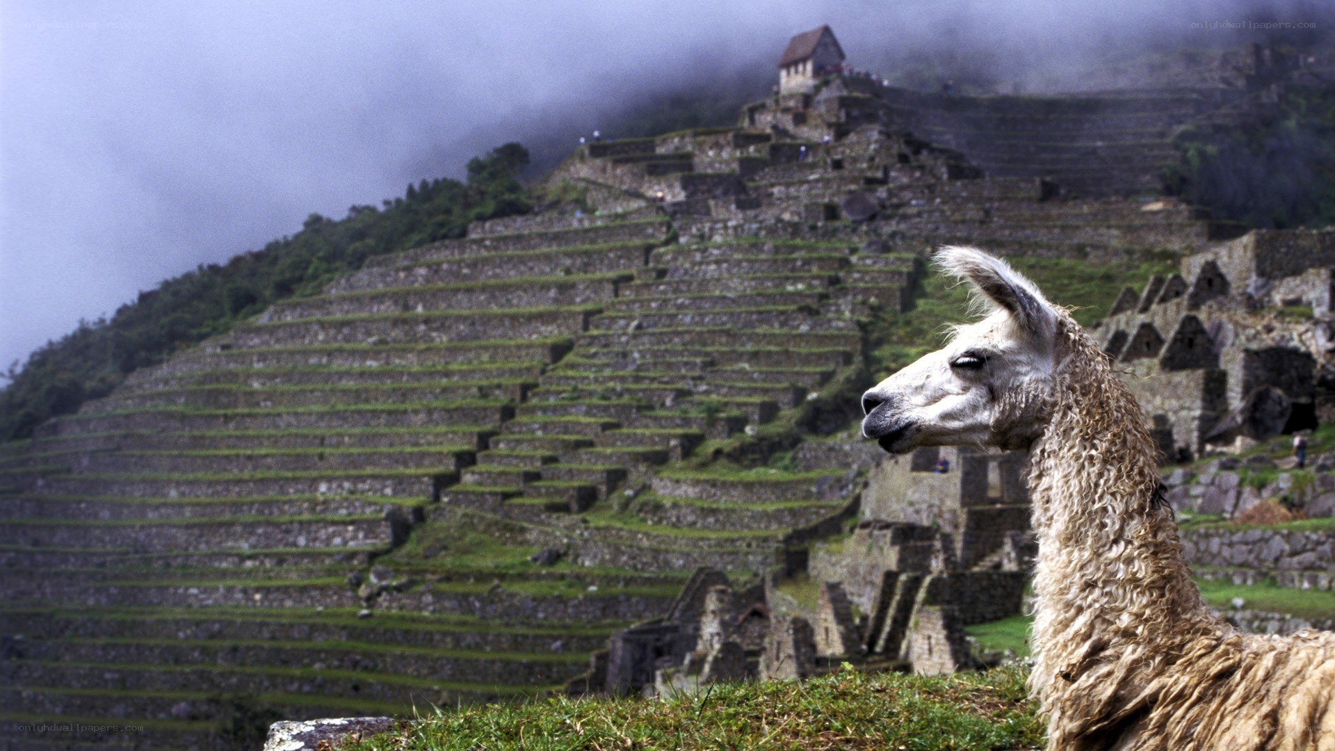 Llama at Machu Picchu