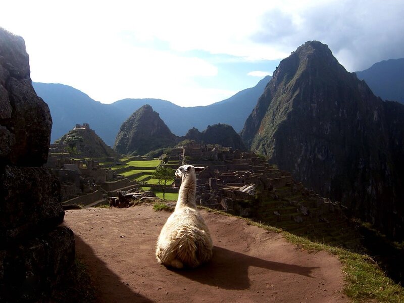 Llama at Machu Picchu — Brown